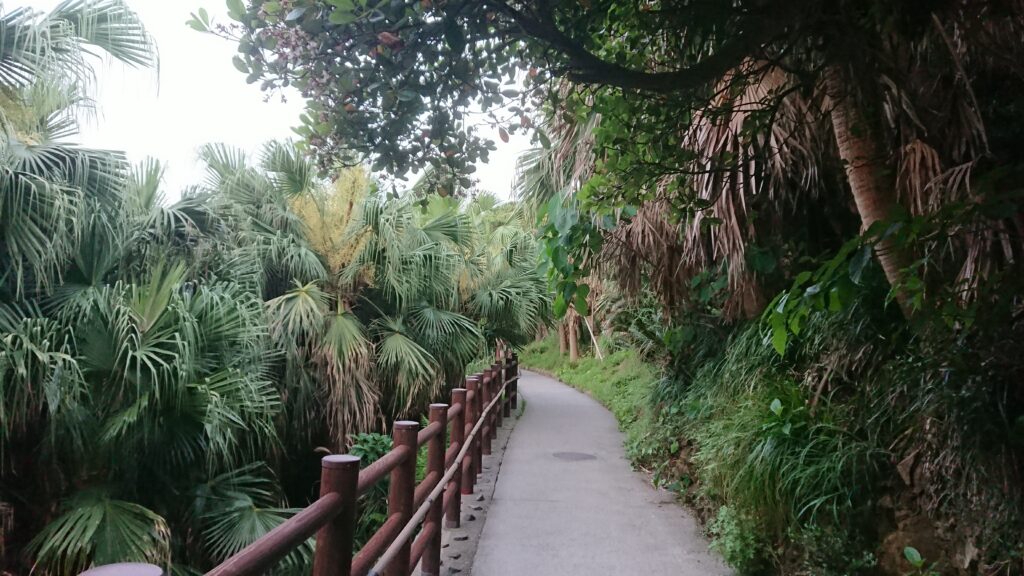 佐多岬への道